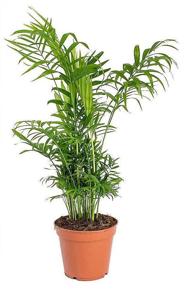 Parlour Palm, Bamboo Palm, Chamaedorea elegans - www.FOP.ae Buy online Best and Healthy Plants and quality products guarantee in Dubai Plants Shop in Dubai Abu Dhabi all over UAE Plants near me Fresh Plants in Dubai where to buy plants in UAE - FOP.ae