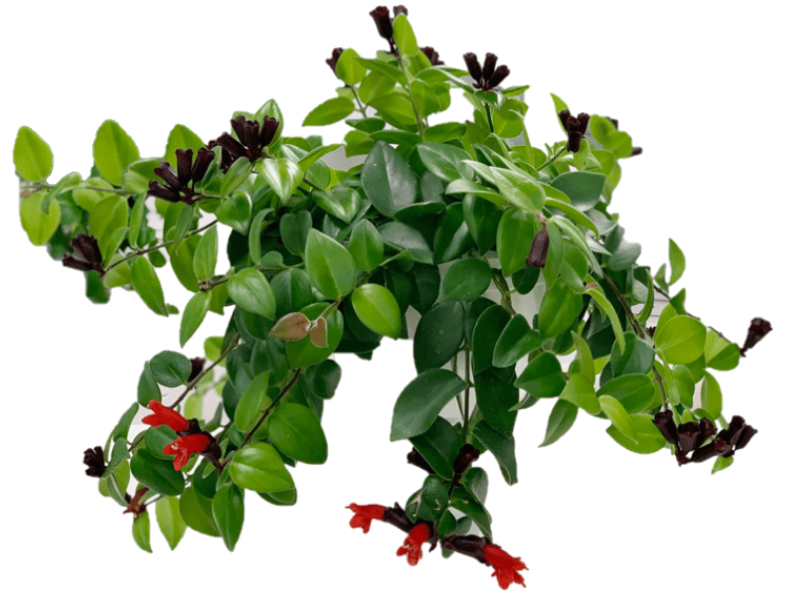 Mona Lisa, Aeschynanthus, Lipstick - www.FOP.ae Buy online Best and Healthy Plants and quality products guarantee in Dubai Plants Shop in Dubai Abu Dhabi all over UAE Plants near me Fresh Plants in Dubai where to buy plants in UAE - FOP.ae