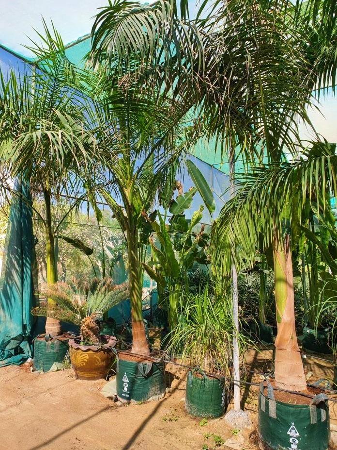 Royal Palm, Roystonia Regia - www.FOP.ae Buy online Best and Healthy Plants and quality products guarantee in Dubai Plants Shop in Dubai Abu Dhabi all over UAE Plants near me Fresh Plants in Dubai where to buy plants in UAE - FOP.ae