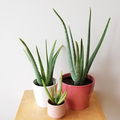 Aloe Vera, Medicina Aloe, Indoor - www.FOP.ae Buy online Best and Healthy Plants and quality products guarantee in Dubai Plants Shop in Dubai Abu Dhabi all over UAE Plants near me Fresh Plants in Dubai where to buy plants in UAE - FOP.ae
