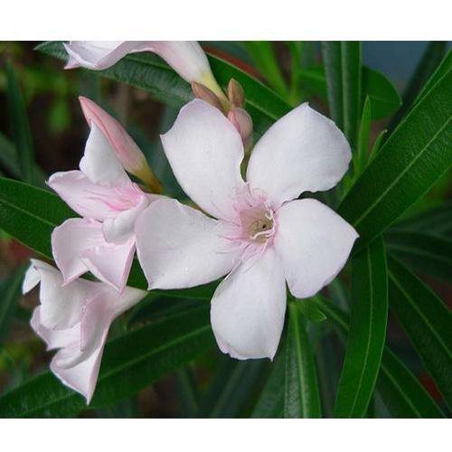 Nerium Oleander - www.FOP.ae Buy online Best and Healthy Plants and quality products guarantee in Dubai Plants Shop in Dubai Abu Dhabi all over UAE Plants near me Fresh Plants in Dubai where to buy plants in UAE - FOP.ae
