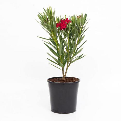 Nerium Oleander - www.FOP.ae Buy online Best and Healthy Plants and quality products guarantee in Dubai Plants Shop in Dubai Abu Dhabi all over UAE Plants near me Fresh Plants in Dubai where to buy plants in UAE - FOP.ae