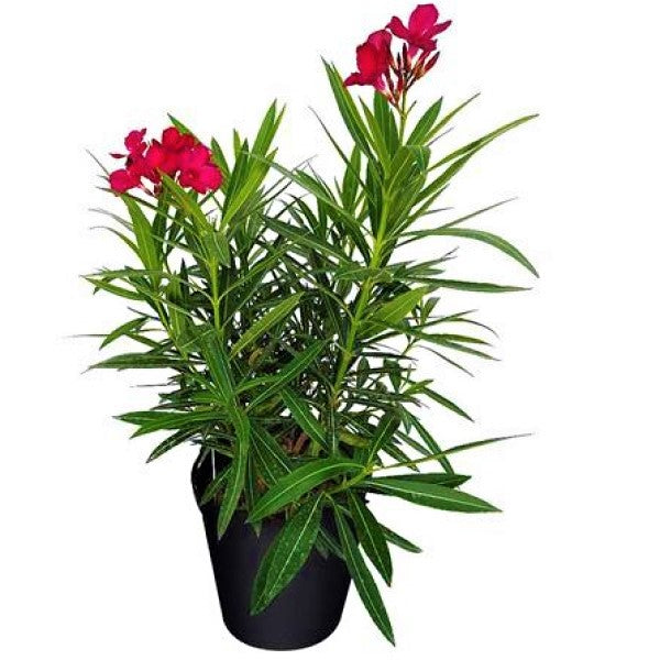Nerium Oleander - www.FOP.ae Buy online Best and Healthy Plants and quality products guarantee in Dubai Plants Shop in Dubai Abu Dhabi all over UAE Plants near me Fresh Plants in Dubai where to buy plants in UAE - FOP.ae
