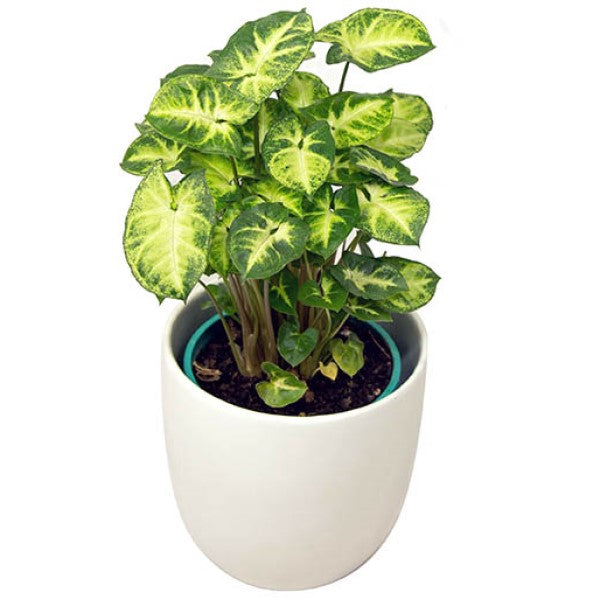 Syngonium Philodendron Arrowhead - www.FOP.ae Buy online Best and Healthy Plants and quality products guarantee in Dubai Plants Shop in Dubai Abu Dhabi all over UAE Plants near me Fresh Plants in Dubai where to buy plants in UAE - FOP.ae