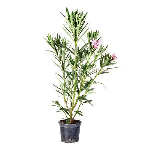 Nerium Oleander - www.FOP.ae Buy online Best and Healthy Plants and quality products guarantee in Dubai Plants Shop in Dubai Abu Dhabi all over UAE Plants near me Fresh Plants in Dubai where to buy plants in UAE - FOP.ae