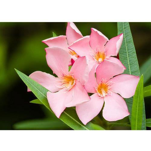 Nerium Oleander - www.FOP.ae Buy online Best and Healthy Plants and quality products guarantee in Dubai Plants Shop in Dubai Abu Dhabi all over UAE Plants near me Fresh Plants in Dubai where to buy plants in UAE - FOP.ae