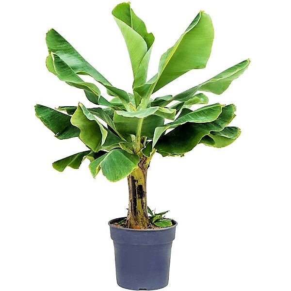 Musa paradisiaca, Banana Tree - www.FOP.ae Buy online Best and Healthy Plants and quality products guarantee in Dubai Plants Shop in Dubai Abu Dhabi all over UAE Plants near me Fresh Plants in Dubai where to buy plants in UAE - FOP.ae