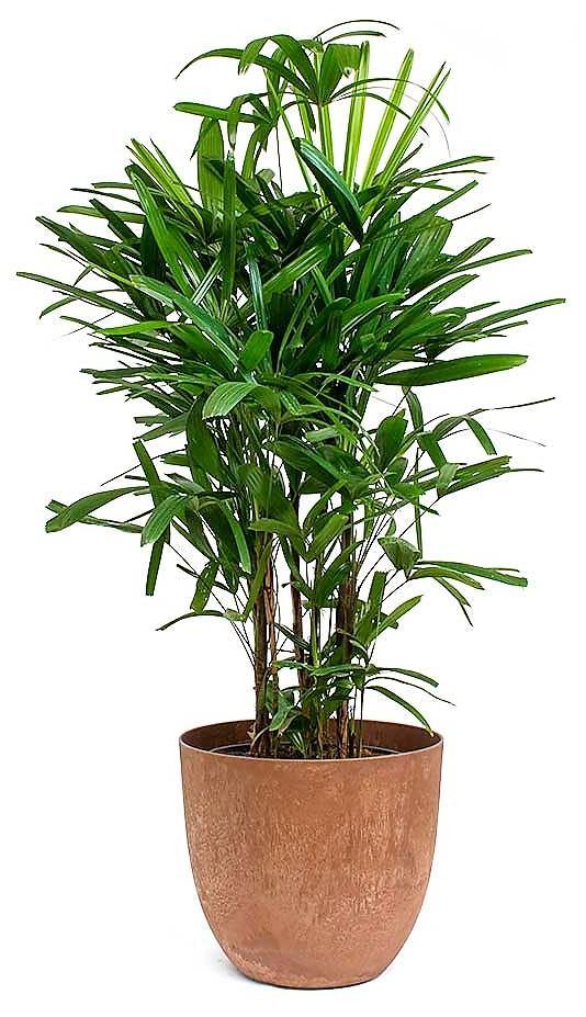 Lady Palm, Rhapis Excelsa, Miniature Fan Palm - www.FOP.ae Buy online Best and Healthy Plants and quality products guarantee in Dubai Plants Shop in Dubai Abu Dhabi all over UAE Plants near me Fresh Plants in Dubai where to buy plants in UAE - FOP.ae