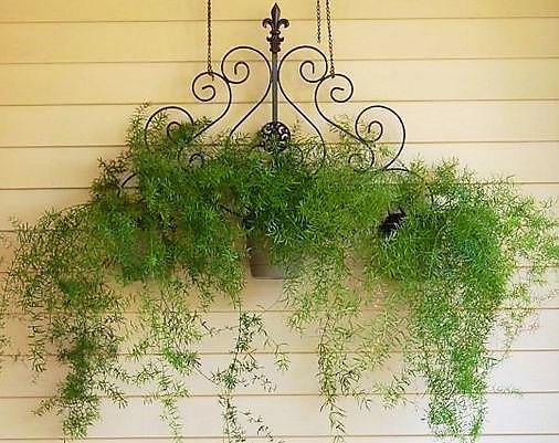 Asparagus Hanging - www.FOP.ae Buy online Best and Healthy Plants and quality products guarantee in Dubai Plants Shop in Dubai Abu Dhabi all over UAE Plants near me Fresh Plants in Dubai where to buy plants in UAE - FOP.ae