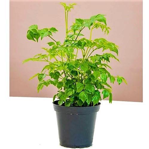 China Doll Plant - www.FOP.ae Buy online Best and Healthy Plants and quality products guarantee in Dubai Plants Shop in Dubai Abu Dhabi all over UAE Plants near me Fresh Plants in Dubai where to buy plants in UAE - FOP.ae