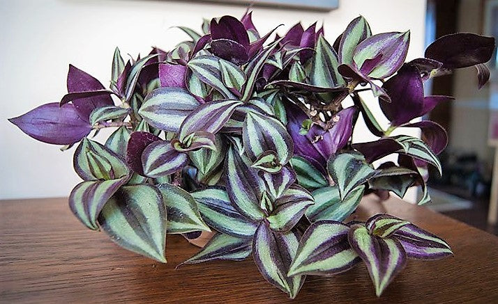Tradescantia zebrina , Wandering Jew - www.FOP.ae Buy online Best and Healthy Plants and quality products guarantee in Dubai Plants Shop in Dubai Abu Dhabi all over UAE Plants near me Fresh Plants in Dubai where to buy plants in UAE - FOP.ae