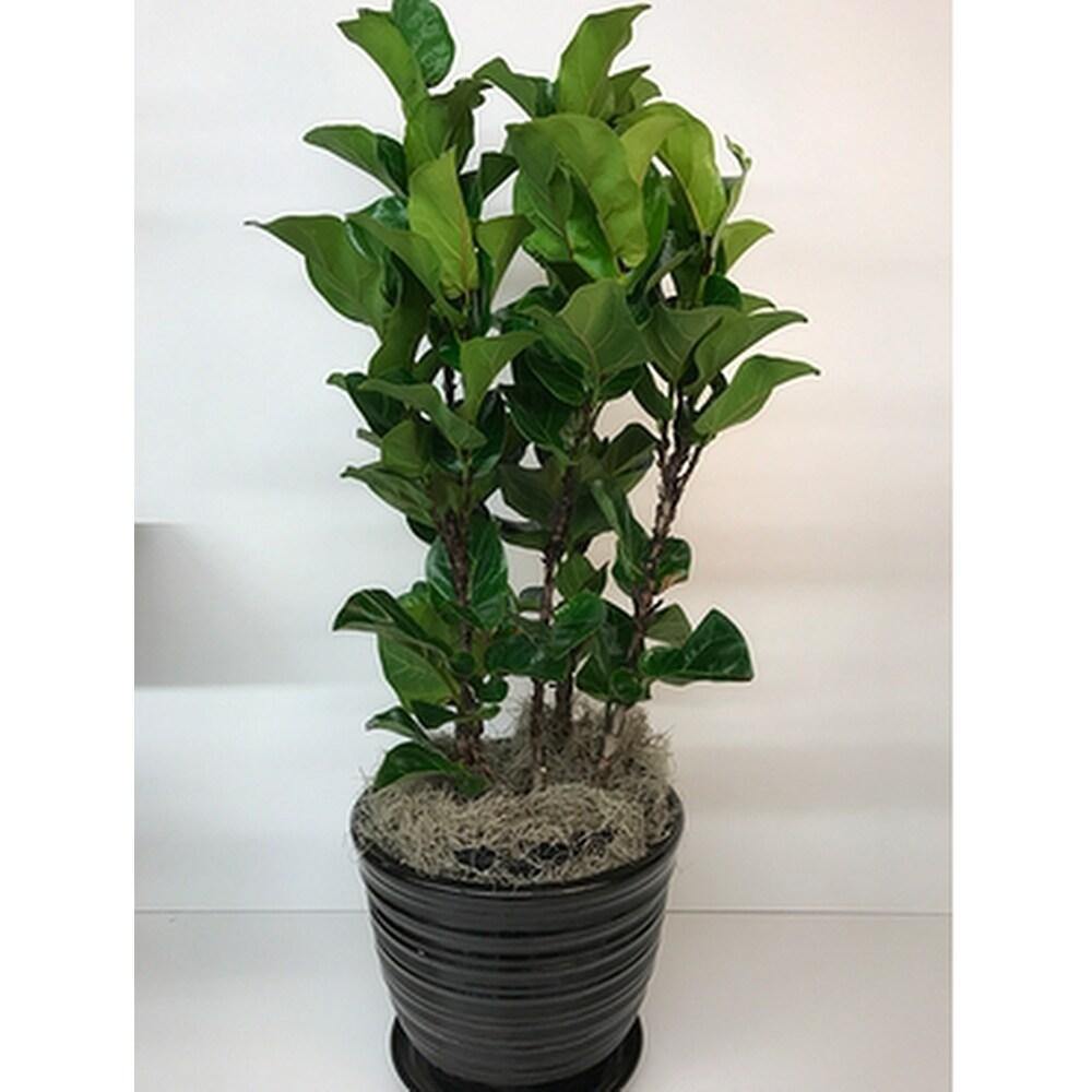 Ficus Lyrata, Fiddle Leaf Fig - www.FOP.ae Buy online Best and Healthy Plants and quality products guarantee in Dubai Plants Shop in Dubai Abu Dhabi all over UAE Plants near me Fresh Plants in Dubai where to buy plants in UAE - FOP.ae