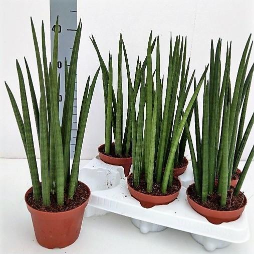 African spear , Sansevieria Cylindrica - www.FOP.ae Buy online Best and Healthy Plants and quality products guarantee in Dubai Plants Shop in Dubai Abu Dhabi all over UAE Plants near me Fresh Plants in Dubai where to buy plants in UAE - FOP.ae