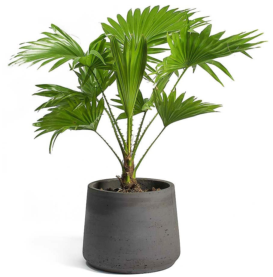 Livistona Palm, Footstool Palm, Table Palm, Fan Palm - www.FOP.ae Buy online Best and Healthy Plants and quality products guarantee in Dubai Plants Shop in Dubai Abu Dhabi all over UAE Plants near me Fresh Plants in Dubai where to buy plants in UAE - FOP.ae