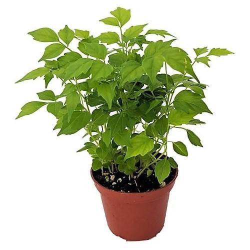 China Doll Plant - www.FOP.ae Buy online Best and Healthy Plants and quality products guarantee in Dubai Plants Shop in Dubai Abu Dhabi all over UAE Plants near me Fresh Plants in Dubai where to buy plants in UAE - FOP.ae