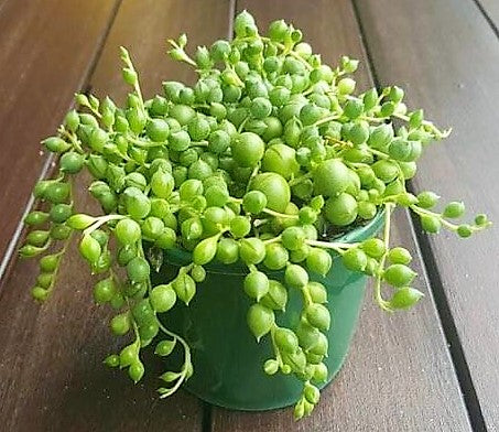 String of Pearls, Senecio Rowleyanus - www.FOP.ae Buy online Best and Healthy Plants and quality products guarantee in Dubai Plants Shop in Dubai Abu Dhabi all over UAE Plants near me Fresh Plants in Dubai where to buy plants in UAE - FOP.ae