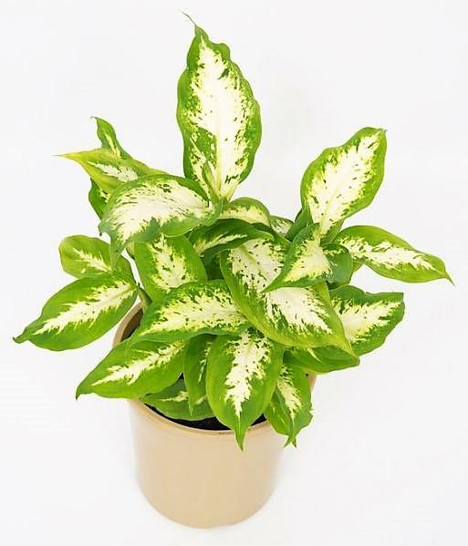 Dieffenbachia, Compacta, Dumb Cane, Leopard Lilly - www.FOP.ae Buy online Best and Healthy Plants and quality products guarantee in Dubai Plants Shop in Dubai Abu Dhabi all over UAE Plants near me Fresh Plants in Dubai where to buy plants in UAE - FOP.ae