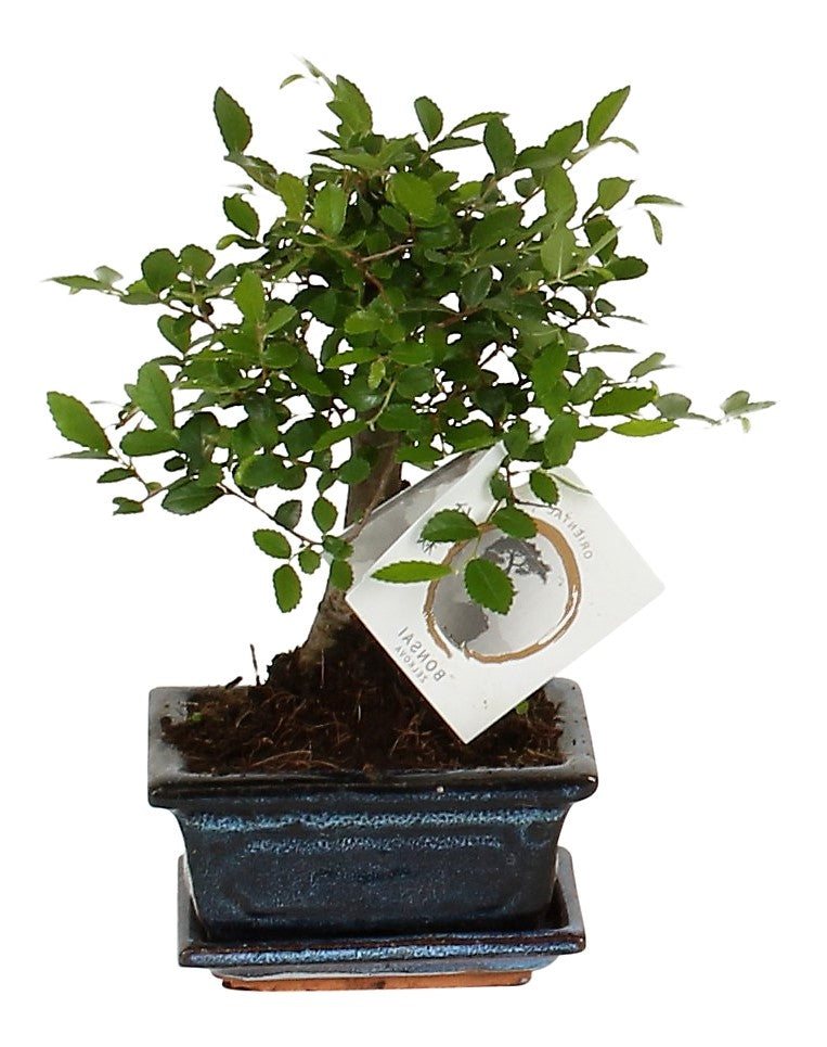 Mini Bonsai Mixed - www.FOP.ae Buy online Best and Healthy Plants and quality products guarantee in Dubai Plants Shop in Dubai Abu Dhabi all over UAE Plants near me Fresh Plants in Dubai where to buy plants in UAE - FOP.ae