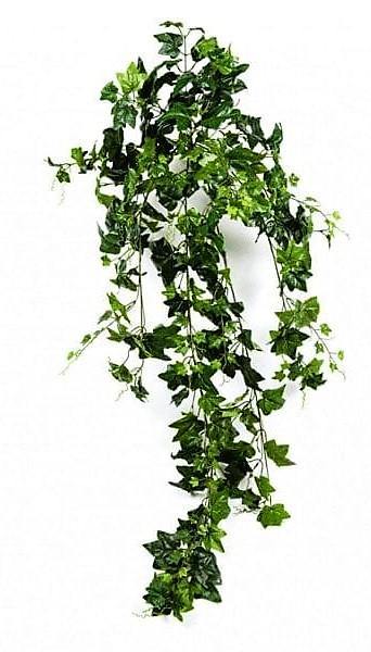 Hedera helix, English Ivy - www.FOP.ae Buy online Best and Healthy Plants and quality products guarantee in Dubai Plants Shop in Dubai Abu Dhabi all over UAE Plants near me Fresh Plants in Dubai where to buy plants in UAE - FOP.ae