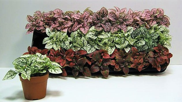 Polka Dot Plant, Hypoestes Phyllostachya Outdoor - www.FOP.ae Buy online Best and Healthy Plants and quality products guarantee in Dubai Plants Shop in Dubai Abu Dhabi all over UAE Plants near me Fresh Plants in Dubai where to buy plants in UAE - FOP.ae