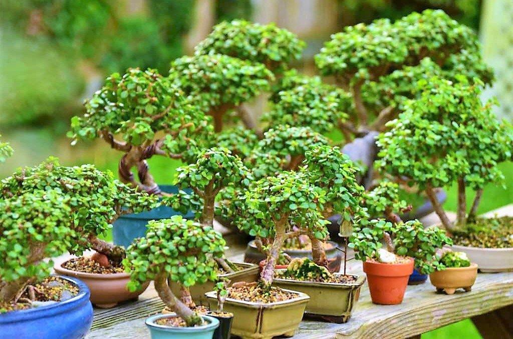 Elephant Bush, Portulacaria - www.FOP.ae Buy online Best and Healthy Plants and quality products guarantee in Dubai Plants Shop in Dubai Abu Dhabi all over UAE Plants near me Fresh Plants in Dubai where to buy plants in UAE - FOP.ae