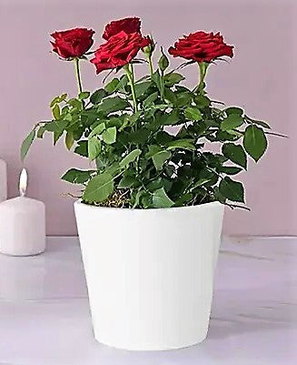 Rose Plant Indoor - www.FOP.ae Buy online Best and Healthy Plants and quality products guarantee in Dubai Plants Shop in Dubai Abu Dhabi all over UAE Plants near me Fresh Plants in Dubai where to buy plants in UAE - FOP.ae