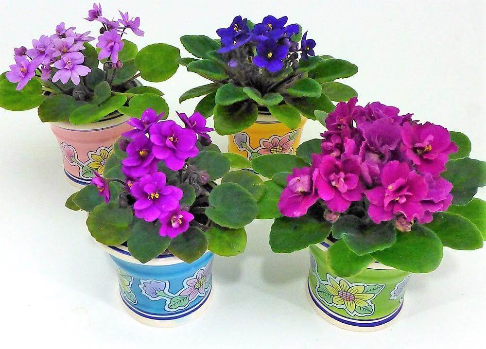 African Violets, Saintpaulia - www.FOP.ae Buy online Best and Healthy Plants and quality products guarantee in Dubai Plants Shop in Dubai Abu Dhabi all over UAE Plants near me Fresh Plants in Dubai where to buy plants in UAE - FOP.ae