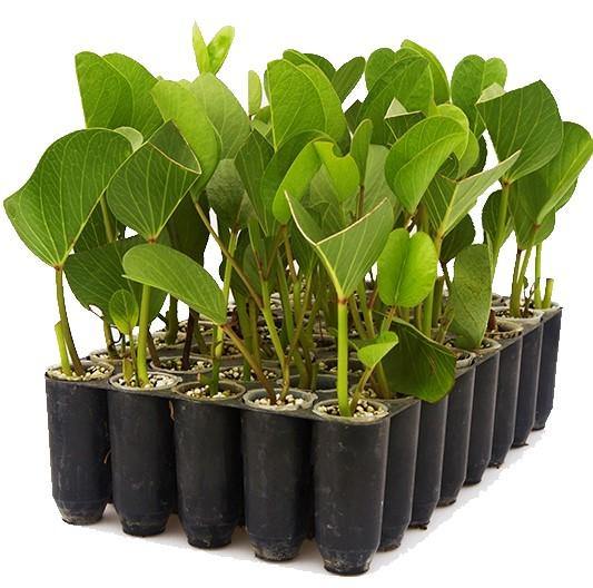 Ipomoea Pes-Caprae, Railroad Vine or Railway Creeper - www.FOP.ae Buy online Best and Healthy Plants and quality products guarantee in Dubai Plants Shop in Dubai Abu Dhabi all over UAE Plants near me Fresh Plants in Dubai where to buy plants in UAE - FOP.ae