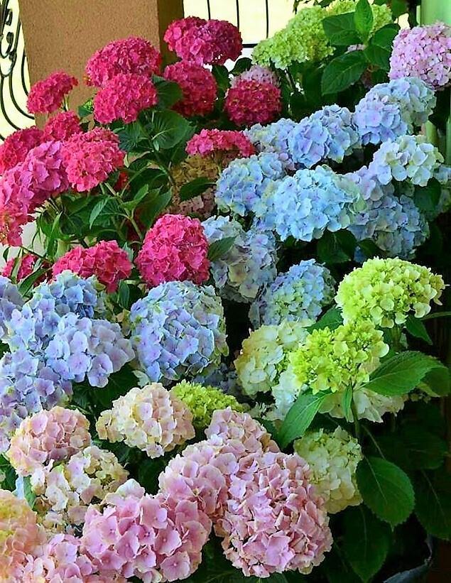 Hydrangea Mix - www.FOP.ae Buy online Best and Healthy Plants and quality products guarantee in Dubai Plants Shop in Dubai Abu Dhabi all over UAE Plants near me Fresh Plants in Dubai where to buy plants in UAE - FOP.ae