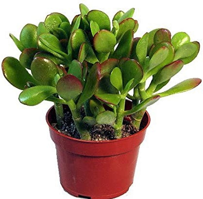 Money Tree, Crassula ovata, Dollar Plant, Jade Plant, Jade Tree - www.FOP.ae Buy online Best and Healthy Plants and quality products guarantee in Dubai Plants Shop in Dubai Abu Dhabi all over UAE Plants near me Fresh Plants in Dubai where to buy plants in UAE - FOP.ae