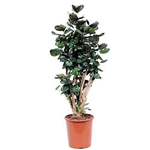 Aralia Fabian, Polyscias Fabian - www.FOP.ae Buy online Best and Healthy Plants and quality products guarantee in Dubai Plants Shop in Dubai Abu Dhabi all over UAE Plants near me Fresh Plants in Dubai where to buy plants in UAE - FOP.ae