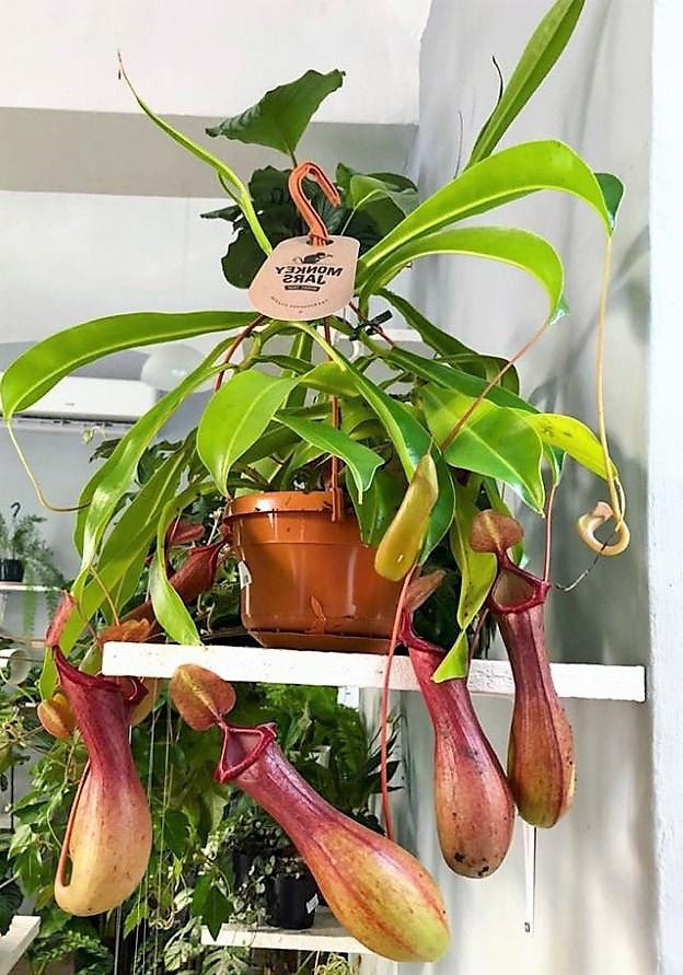 Monkey Jar , Nepenthes big - www.FOP.ae Buy online Best and Healthy Plants and quality products guarantee in Dubai Plants Shop in Dubai Abu Dhabi all over UAE Plants near me Fresh Plants in Dubai where to buy plants in UAE - FOP.ae