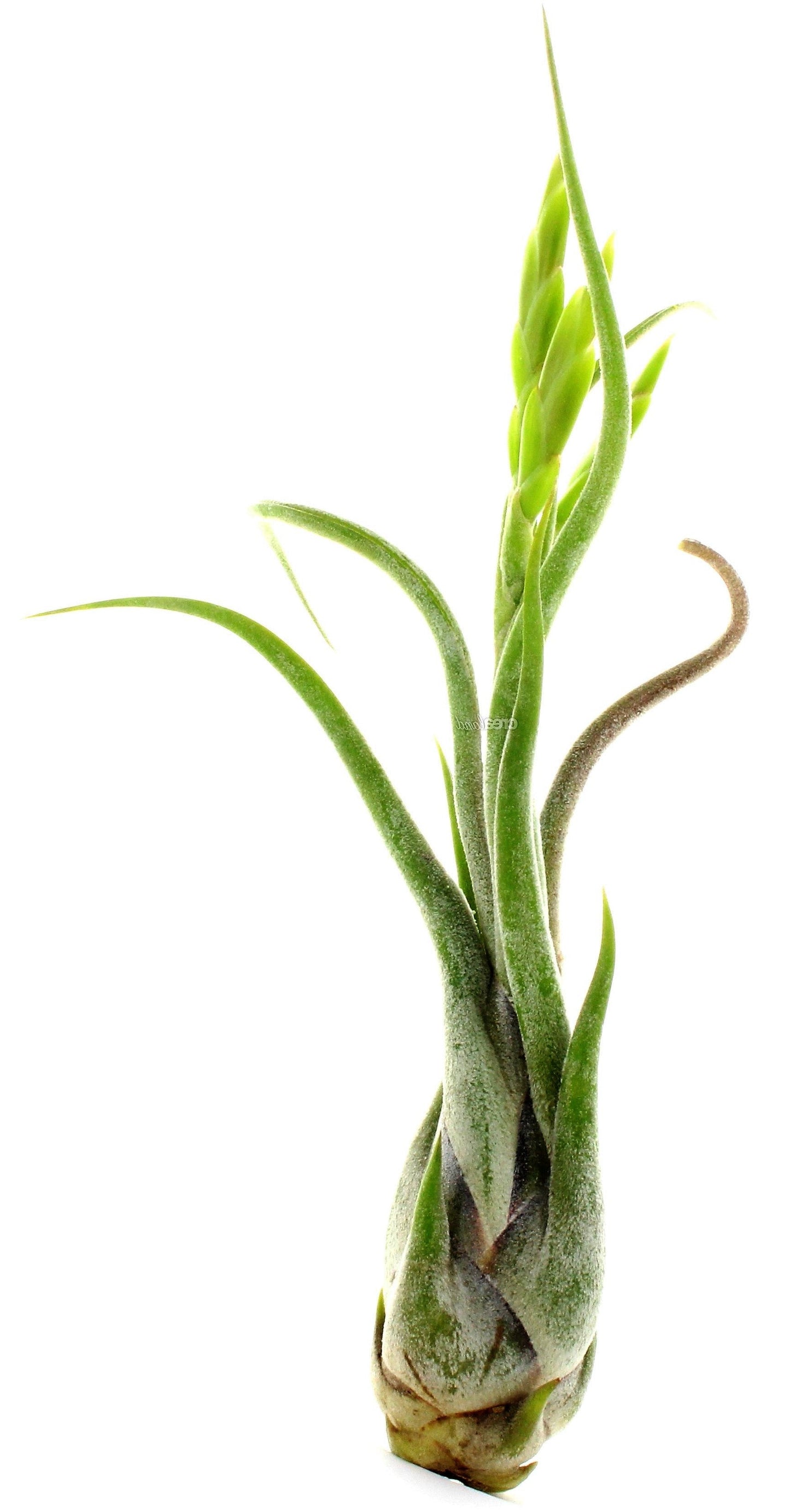 Tillandsia Caput-Medusae - www.FOP.ae Buy online Best and Healthy Plants and quality products guarantee in Dubai Plants Shop in Dubai Abu Dhabi all over UAE Plants near me Fresh Plants in Dubai where to buy plants in UAE - FOP.ae