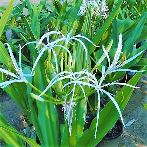 Crinum asiaticum, Spider lily or Seashore lily - www.FOP.ae Buy online Best and Healthy Plants and quality products guarantee in Dubai Plants Shop in Dubai Abu Dhabi all over UAE Plants near me Fresh Plants in Dubai where to buy plants in UAE - FOP.ae