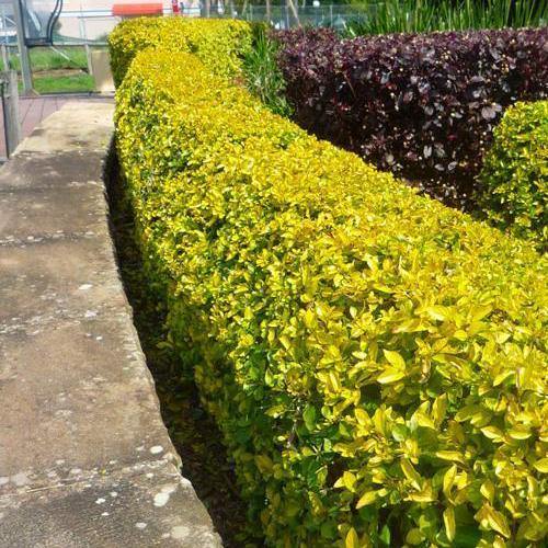 Duranta Repens, Golden Dew Drop, Sky Flower, Pigeon Berry - www.FOP.ae Buy online Best and Healthy Plants and quality products guarantee in Dubai Plants Shop in Dubai Abu Dhabi all over UAE Plants near me Fresh Plants in Dubai where to buy plants in UAE - FOP.ae