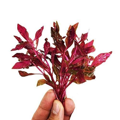 Alternanthera Red, Red Sessile, Joyweed (small) - www.FOP.ae Buy online Best and Healthy Plants and quality products guarantee in Dubai Plants Shop in Dubai Abu Dhabi all over UAE Plants near me Fresh Plants in Dubai where to buy plants in UAE - FOP.ae