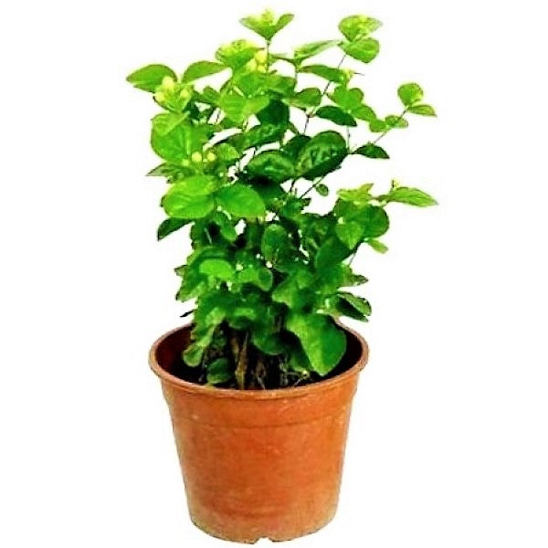 Clerodendrum inerme, Wild Jasmine - www.FOP.ae Buy online Best and Healthy Plants and quality products guarantee in Dubai Plants Shop in Dubai Abu Dhabi all over UAE Plants near me Fresh Plants in Dubai where to buy plants in UAE - FOP.ae