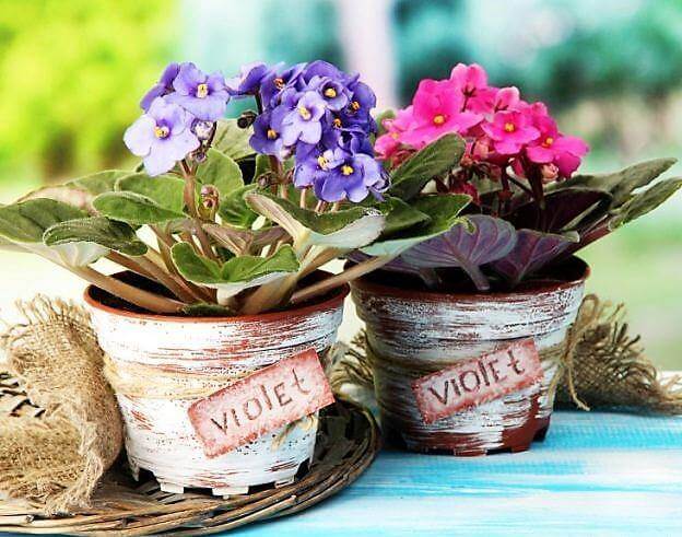 African Violets, Saintpaulia - www.FOP.ae Buy online Best and Healthy Plants and quality products guarantee in Dubai Plants Shop in Dubai Abu Dhabi all over UAE Plants near me Fresh Plants in Dubai where to buy plants in UAE - FOP.ae