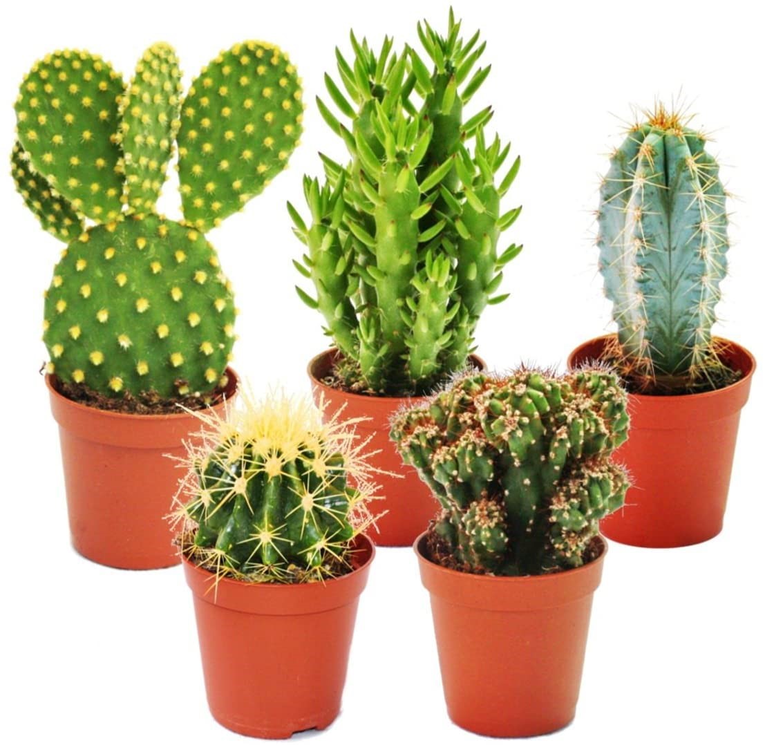 Ornamental Cactus - www.FOP.ae Buy online Best and Healthy Plants and quality products guarantee in Dubai Plants Shop in Dubai Abu Dhabi all over UAE Plants near me Fresh Plants in Dubai where to buy plants in UAE - FOP.ae