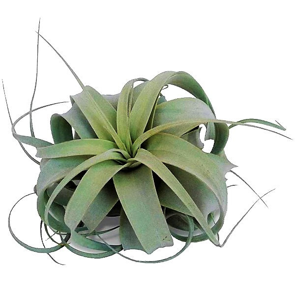 Tillandsia Xerographica - www.FOP.ae Buy online Best and Healthy Plants and quality products guarantee in Dubai Plants Shop in Dubai Abu Dhabi all over UAE Plants near me Fresh Plants in Dubai where to buy plants in UAE - FOP.ae