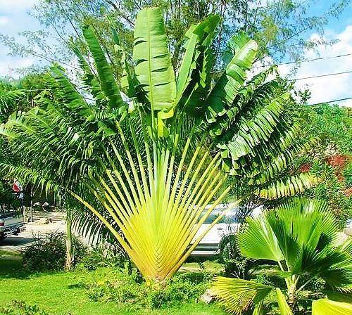 Ravenala Madagascariensis, Traveller’s Palm - www.FOP.ae Buy online Best and Healthy Plants and quality products guarantee in Dubai Plants Shop in Dubai Abu Dhabi all over UAE Plants near me Fresh Plants in Dubai where to buy plants in UAE - FOP.ae