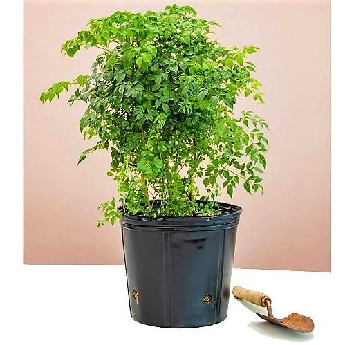 China Doll Plant - www.FOP.ae Buy online Best and Healthy Plants and quality products guarantee in Dubai Plants Shop in Dubai Abu Dhabi all over UAE Plants near me Fresh Plants in Dubai where to buy plants in UAE - FOP.ae