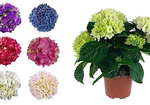 Hydrangea Mix - www.FOP.ae Buy online Best and Healthy Plants and quality products guarantee in Dubai Plants Shop in Dubai Abu Dhabi all over UAE Plants near me Fresh Plants in Dubai where to buy plants in UAE - FOP.ae
