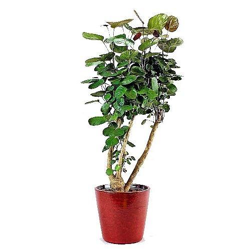 Aralia Fabian, Polyscias Fabian - www.FOP.ae Buy online Best and Healthy Plants and quality products guarantee in Dubai Plants Shop in Dubai Abu Dhabi all over UAE Plants near me Fresh Plants in Dubai where to buy plants in UAE - FOP.ae