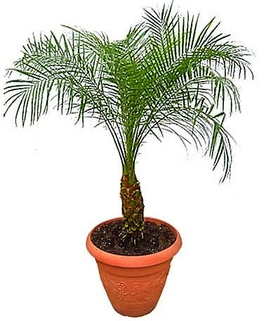 Phoenix Roebelenii, Miniature Date Palm, Dwarf Pygmy Date palm - www.FOP.ae Buy online Best and Healthy Plants and quality products guarantee in Dubai Plants Shop in Dubai Abu Dhabi all over UAE Plants near me Fresh Plants in Dubai where to buy plants in UAE - FOP.ae