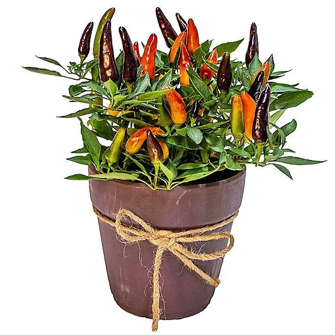Ornamental Pepper Plant - www.FOP.ae Buy online Best and Healthy Plants and quality products guarantee in Dubai Plants Shop in Dubai Abu Dhabi all over UAE Plants near me Fresh Plants in Dubai where to buy plants in UAE - FOP.ae