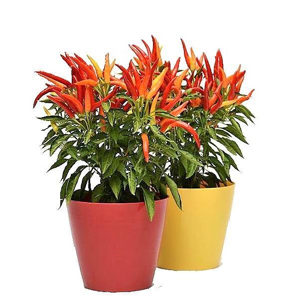 Ornamental Pepper Plant - www.FOP.ae Buy online Best and Healthy Plants and quality products guarantee in Dubai Plants Shop in Dubai Abu Dhabi all over UAE Plants near me Fresh Plants in Dubai where to buy plants in UAE - FOP.ae