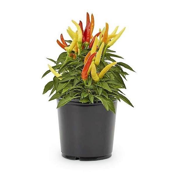 Ornamental Pepper Plant - www.FOP.ae Buy online Best and Healthy Plants and quality products guarantee in Dubai Plants Shop in Dubai Abu Dhabi all over UAE Plants near me Fresh Plants in Dubai where to buy plants in UAE - FOP.ae