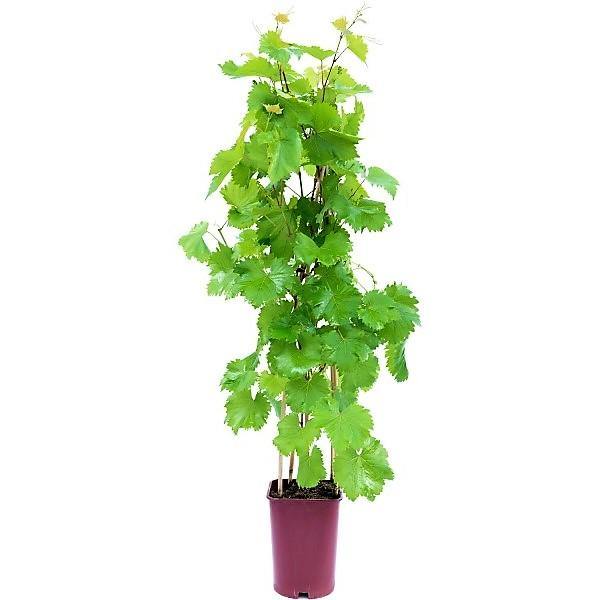 Grapes Vine, Vitis Vinifera, العنب فاين - www.FOP.ae Buy online Best and Healthy Plants and quality products guarantee in Dubai Plants Shop in Dubai Abu Dhabi all over UAE Plants near me Fresh Plants in Dubai where to buy plants in UAE - FOP.ae