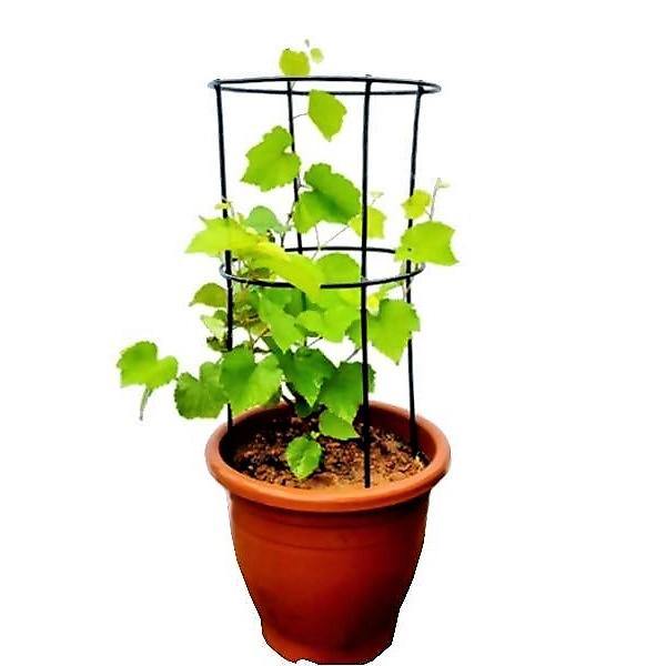 Grapes Vine, Vitis Vinifera, العنب فاين - www.FOP.ae Buy online Best and Healthy Plants and quality products guarantee in Dubai Plants Shop in Dubai Abu Dhabi all over UAE Plants near me Fresh Plants in Dubai where to buy plants in UAE - FOP.ae